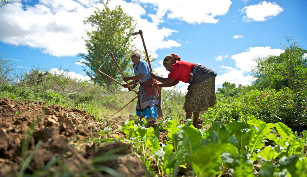 Making Agriculture Attractive to African Youth